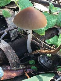 Psathyrella longipes image