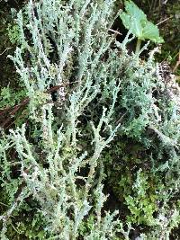 Cladonia furcata image