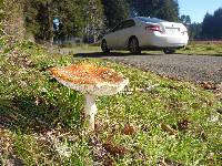 Amanita muscaria image