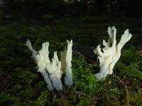 Clavulina rugosa image