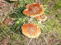 Amanita muscaria image