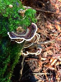 Trametes versicolor image