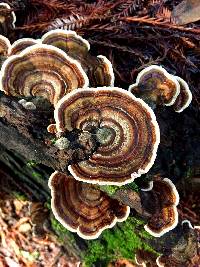 Trametes versicolor image