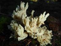 Clavulina rugosa image