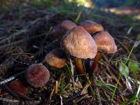 Marasmius plicatulus image