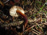 Marasmius plicatulus image