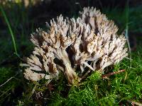 Clavulina rugosa image