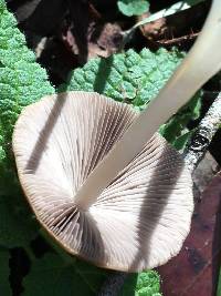 Psathyrella longipes image