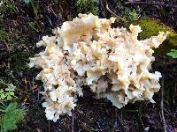 Sparassis crispa image