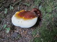 Ganoderma oregonense image