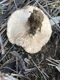 Tricholoma fracticum image