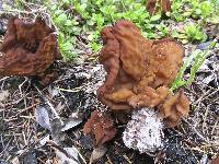 Gyromitra gigas image