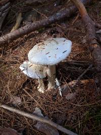 Amanita bisporigera image