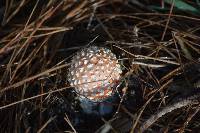 Amanita muscaria image