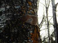 Phellinus tremulae image