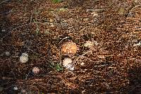 Amanita muscaria image