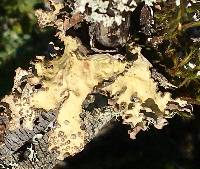 Lobaria scrobiculata image