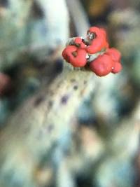 Cladonia macilenta image