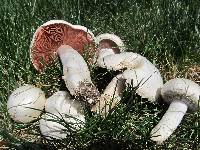 Agaricus campestris image