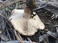 Tricholoma fracticum image