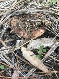 Tricholoma fracticum image