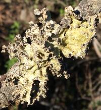 Lobaria scrobiculata image