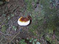 Ganoderma oregonense image