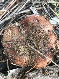 Tricholoma fracticum image