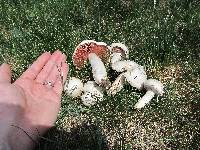 Agaricus campestris image