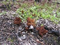 Gyromitra gigas image