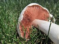 Agaricus campestris image