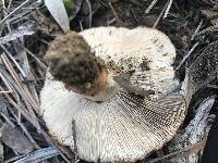 Tricholoma fracticum image