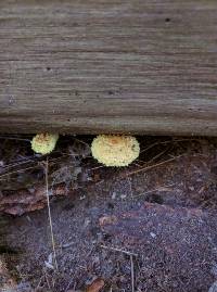 Pholiota flammans image