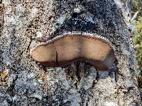 Phellinus tremulae image