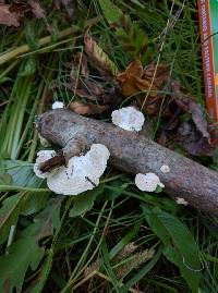 Trametes pubescens image