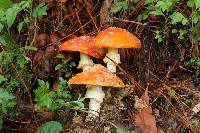 Amanita muscaria image