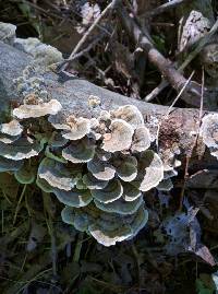 Trametes versicolor image