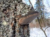 Phellinus tremulae image