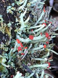 Cladonia macilenta image