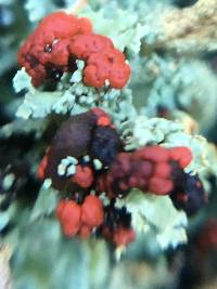 Cladonia macilenta image