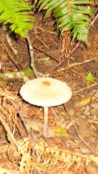 Chlorophyllum olivieri image