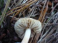 Inocybe sindonia image