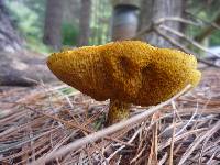 Suillus granulatus image