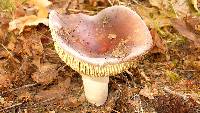 Russula xerampelina image