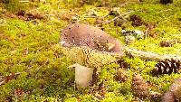 Russula xerampelina image