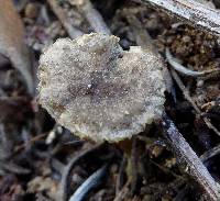 Clitocybe trulliformis image