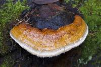 Fomitopsis pinicola image