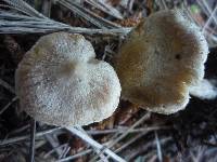 Image of Inocybe sindonia