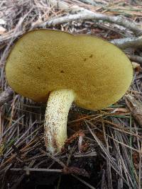 Suillus granulatus image