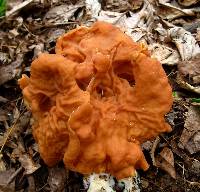 Gyromitra gigas image